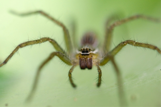 tutvus
