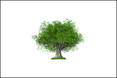 Märksõna: oliivipuu - VARA-WEB ()